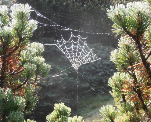 Bergkiefern am Morgen