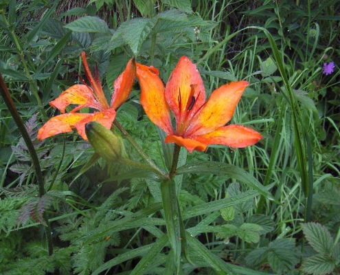 Feuerlilien