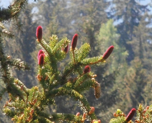 Fichtenblüten