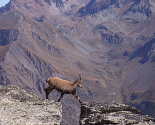 junger Steinbock