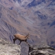 junger Steinbock
