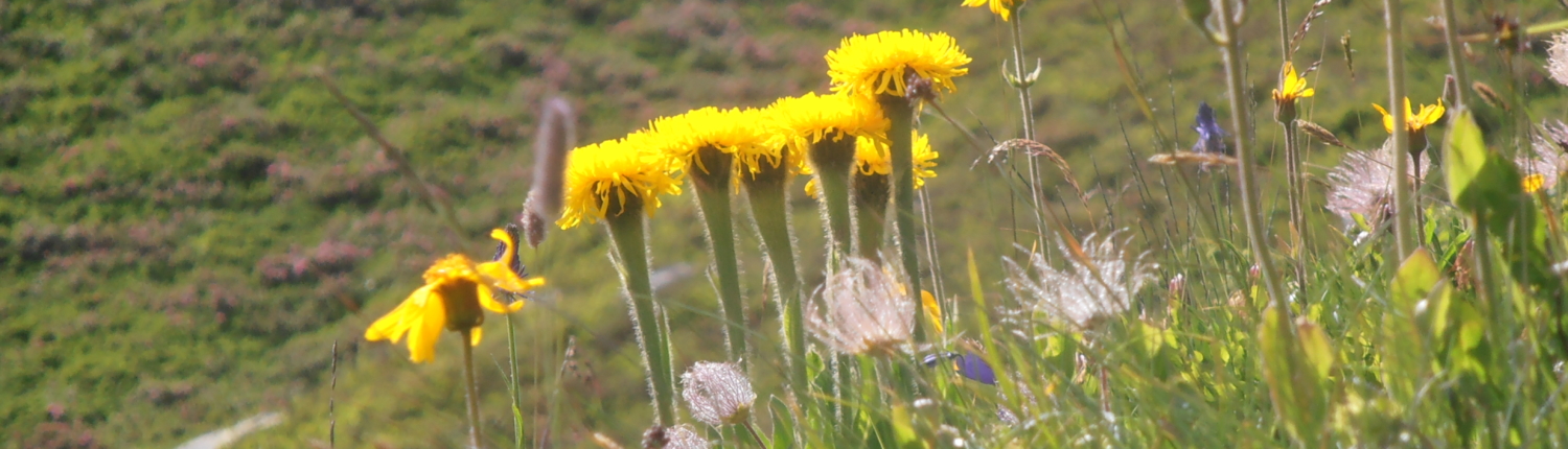 Naturbetrachtung