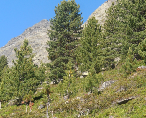 Zirbenwald an der oberen Waldgrenze