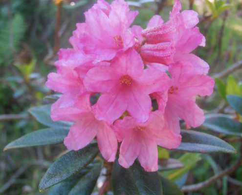Alpenrose im Silikatgestein
