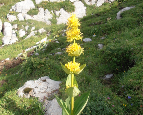 gelber Enzian auf Kalkgestein