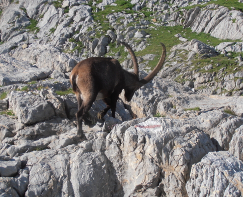 Steinbock im Schrattenkalk des Alpstein