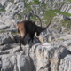 Steinbock im Schrattenkalk des Alpstein