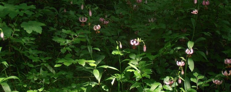 Türkenbundlilien im Wald