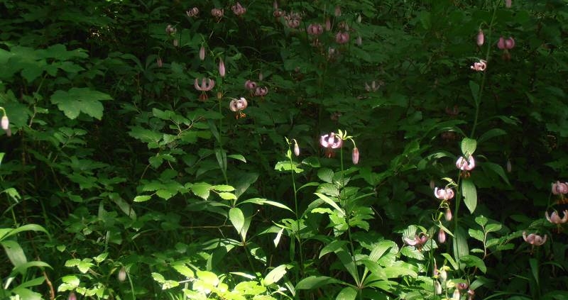 Türkenbundlilien im Wald