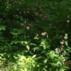 Türkenbundlilien im Wald