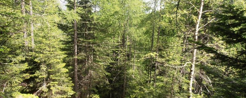 Mischwald im Gebirge, Zentralalpen