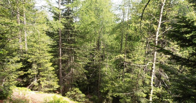 Mischwald im Gebirge, Zentralalpen