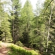 Mischwald im Gebirge, Zentralalpen