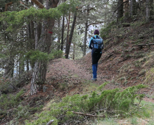 Wanderer im Kiefernbergwald
