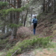 Wanderer im Kiefernbergwald