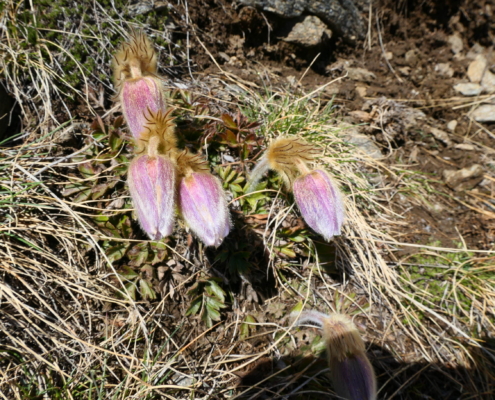 Pulsatilla