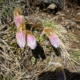 Pulsatilla